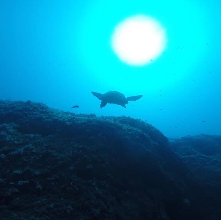scuba diving activity turtle swimming underwater